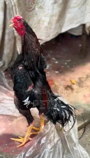 Shamo rooster