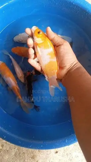 Carp Fish