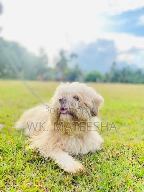 Shih Tzu Dog