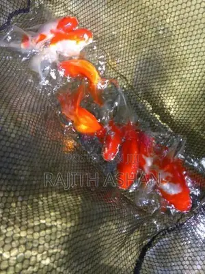 Oranda Gold Fish