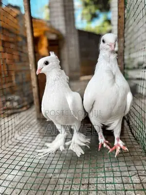 Pigeons