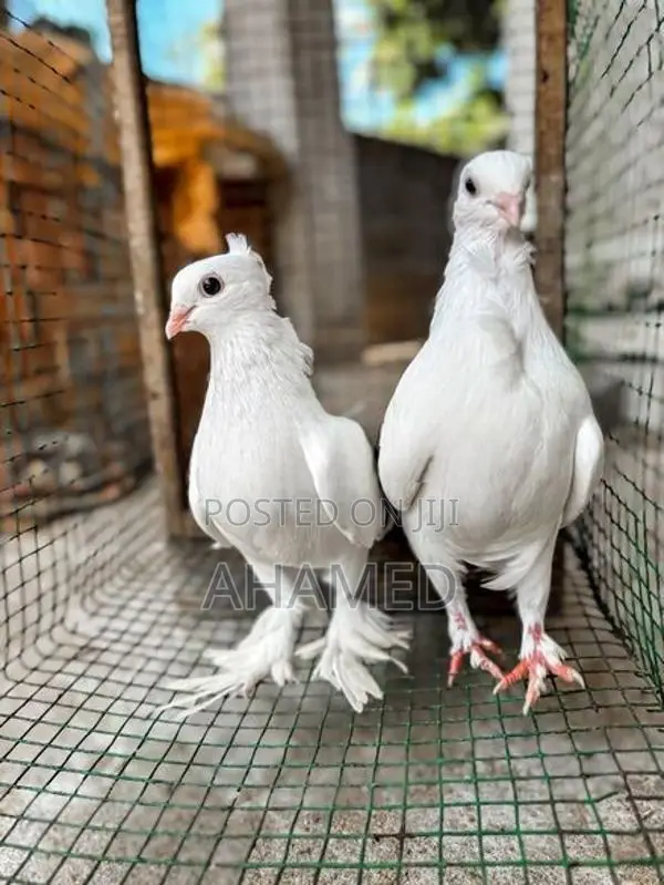 Pigeons