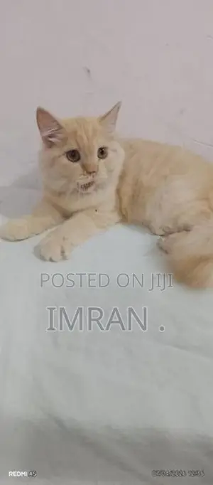 Persian Cat