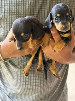 Dachshund Puppies