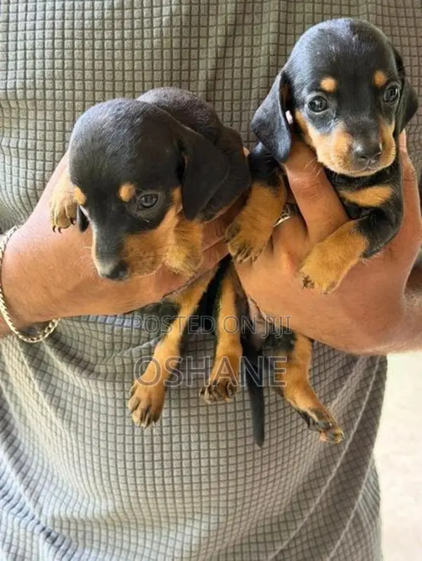 Dachshund Puppies