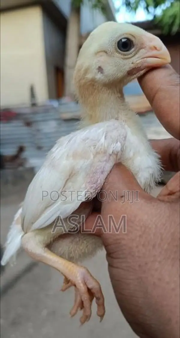 Parrot Beak Rooster