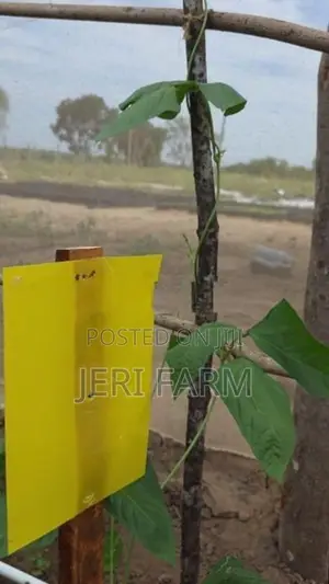 மஞ்சள் நிற ஒட்டுப்பொறி