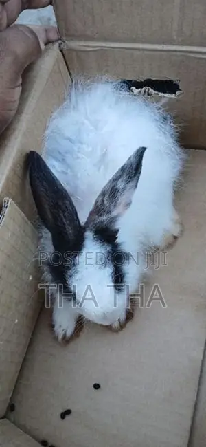 Angora Rabbit