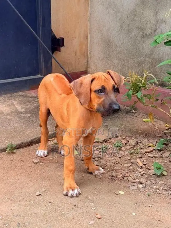 Rhodesian Ridgeback Puppy