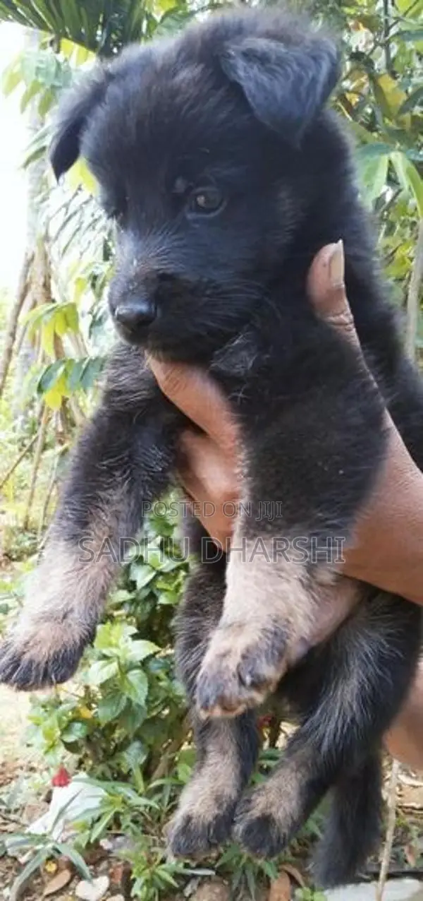 German Shepherd Puppies