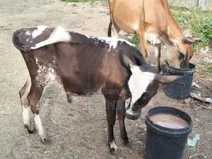 Farm Cows