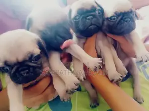 Pug Puppies