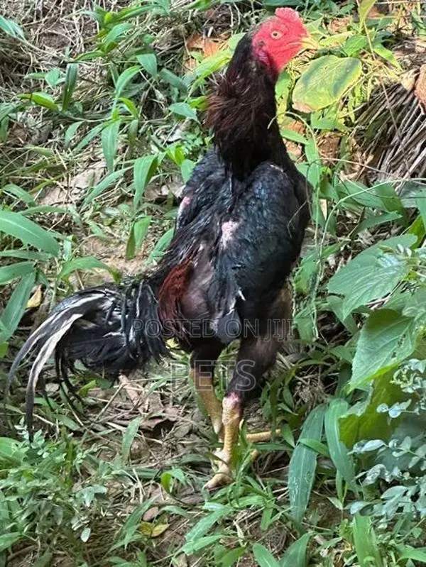 Shamo rooster