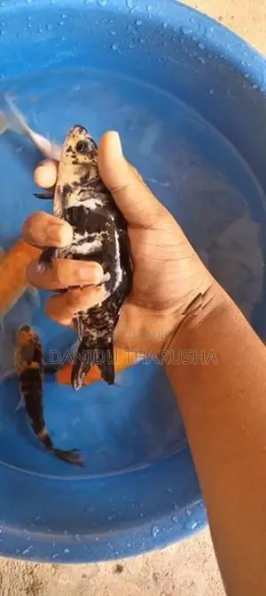 Carp Fish