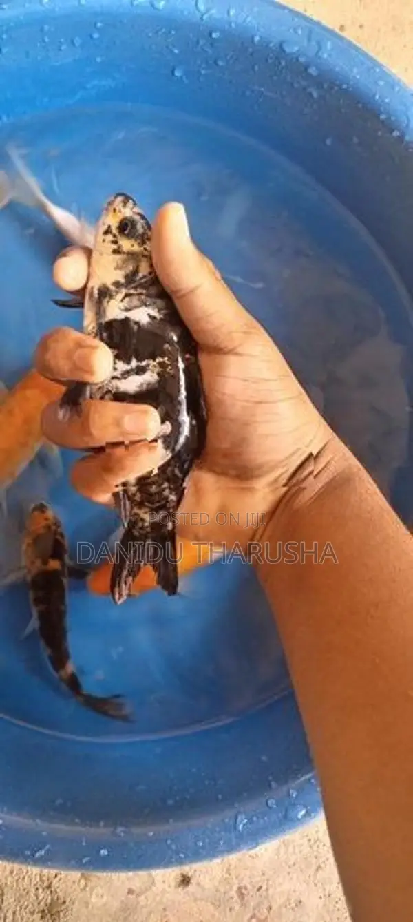 Carp Fish