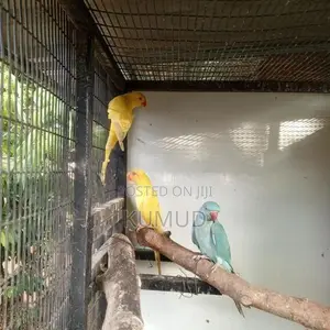 Love Birds