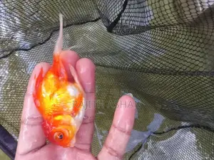 Oranda Gold Fish