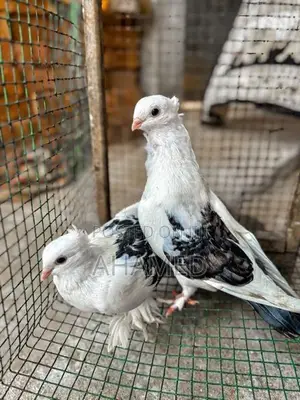 Pigeons