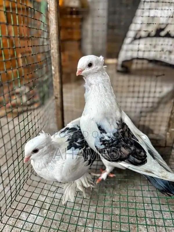 Pigeons
