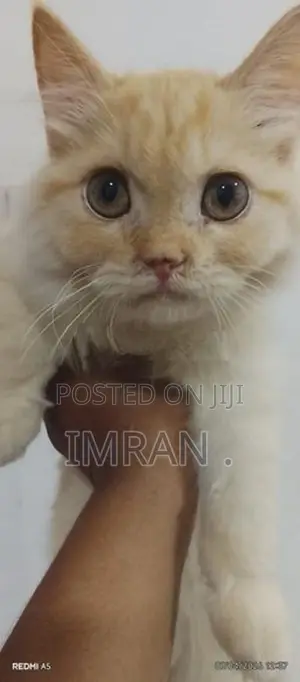Persian Cat