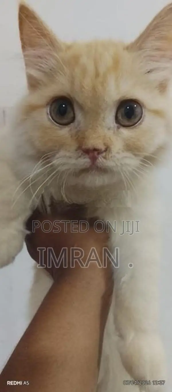 Persian Cat
