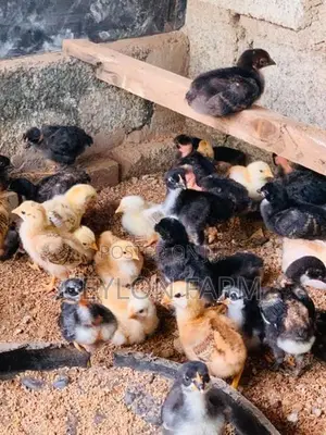 ගම් කුකුළන්