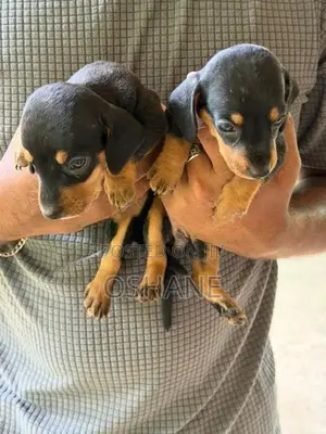 Dachshund Puppies