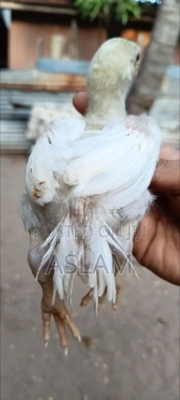 Parrot Beak Rooster