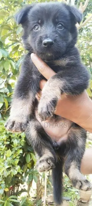 German Shepherd Puppies