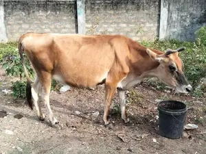 Farm Cows