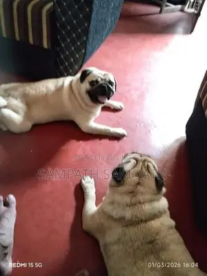 Pug Puppies