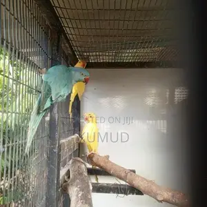 Love Birds