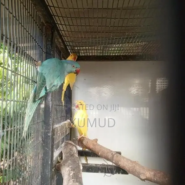 Love Birds