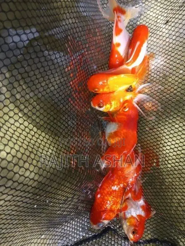 Oranda Gold Fish