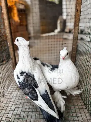Pigeons