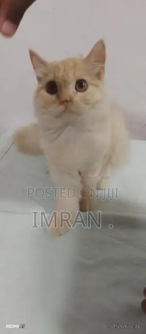 Persian Cat