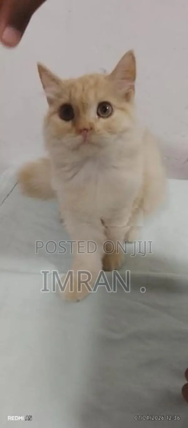 Persian Cat