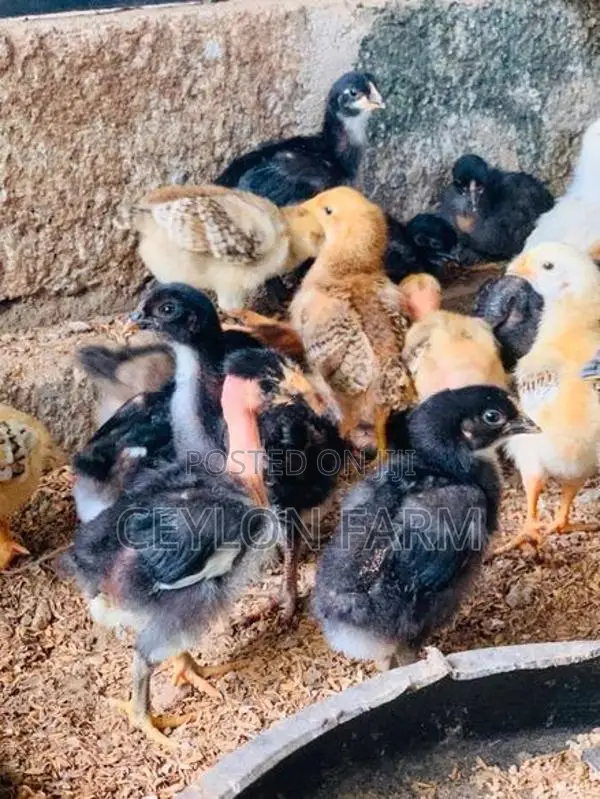 ගම් කුකුළන්