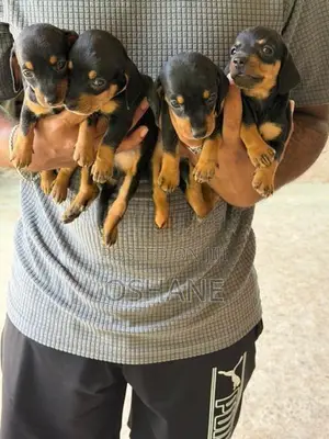 Dachshund Puppies