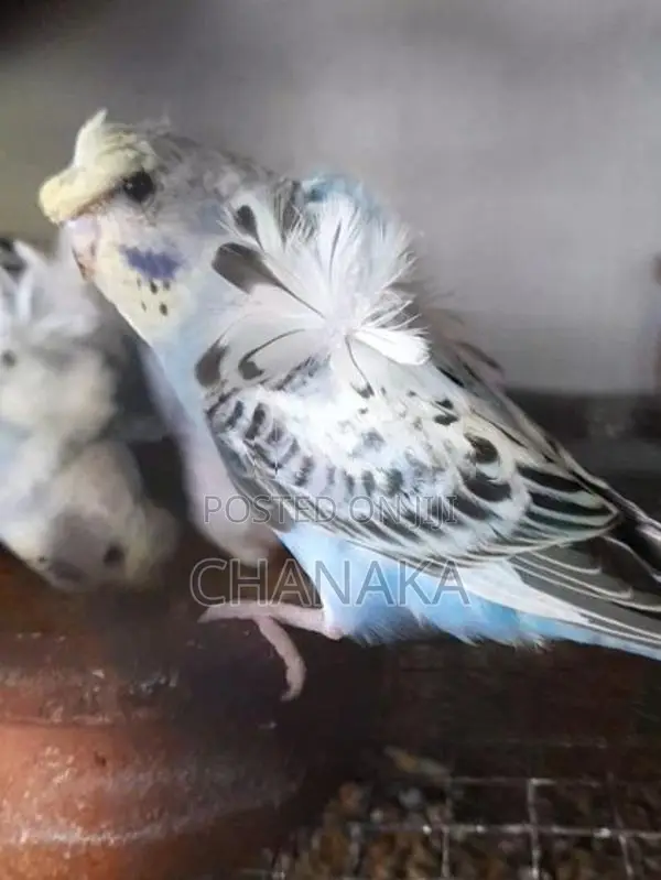 Hagoromo Birds