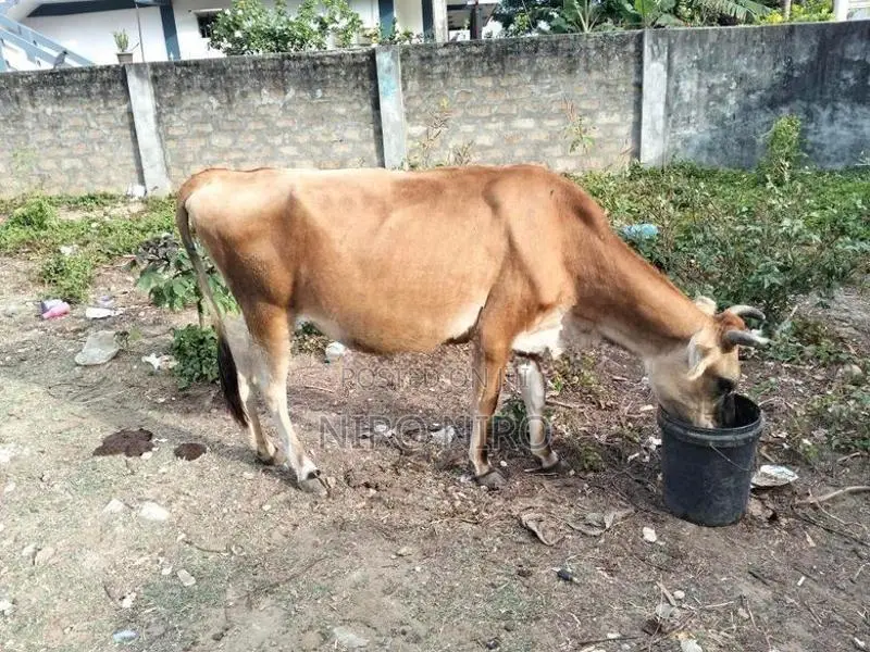 Farm Cows