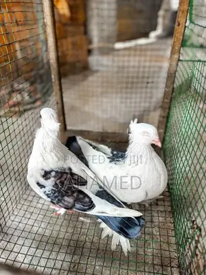 Pigeons