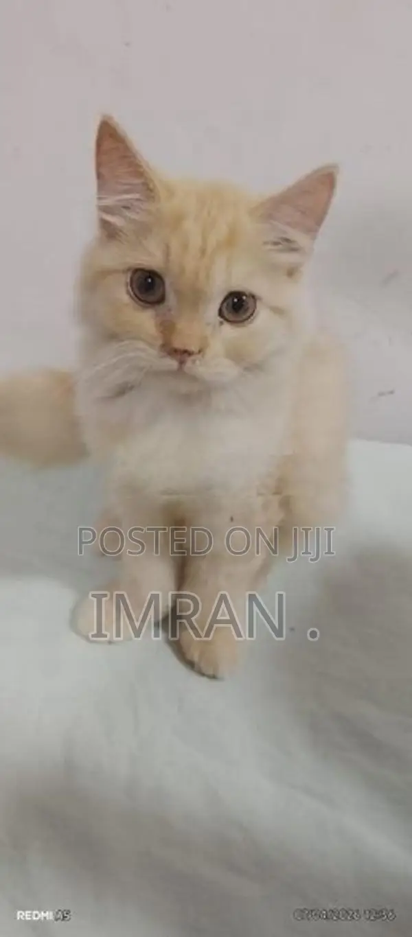 Persian Cat