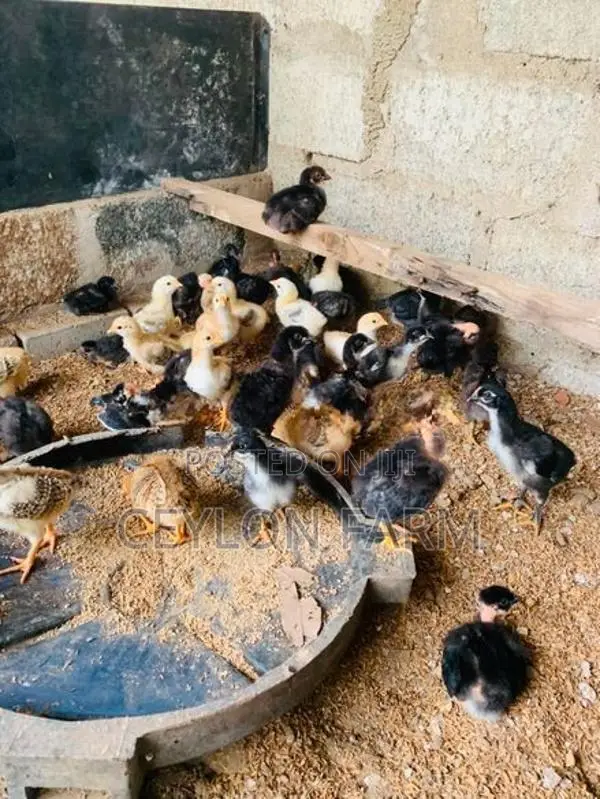 ගම් කුකුළන්
