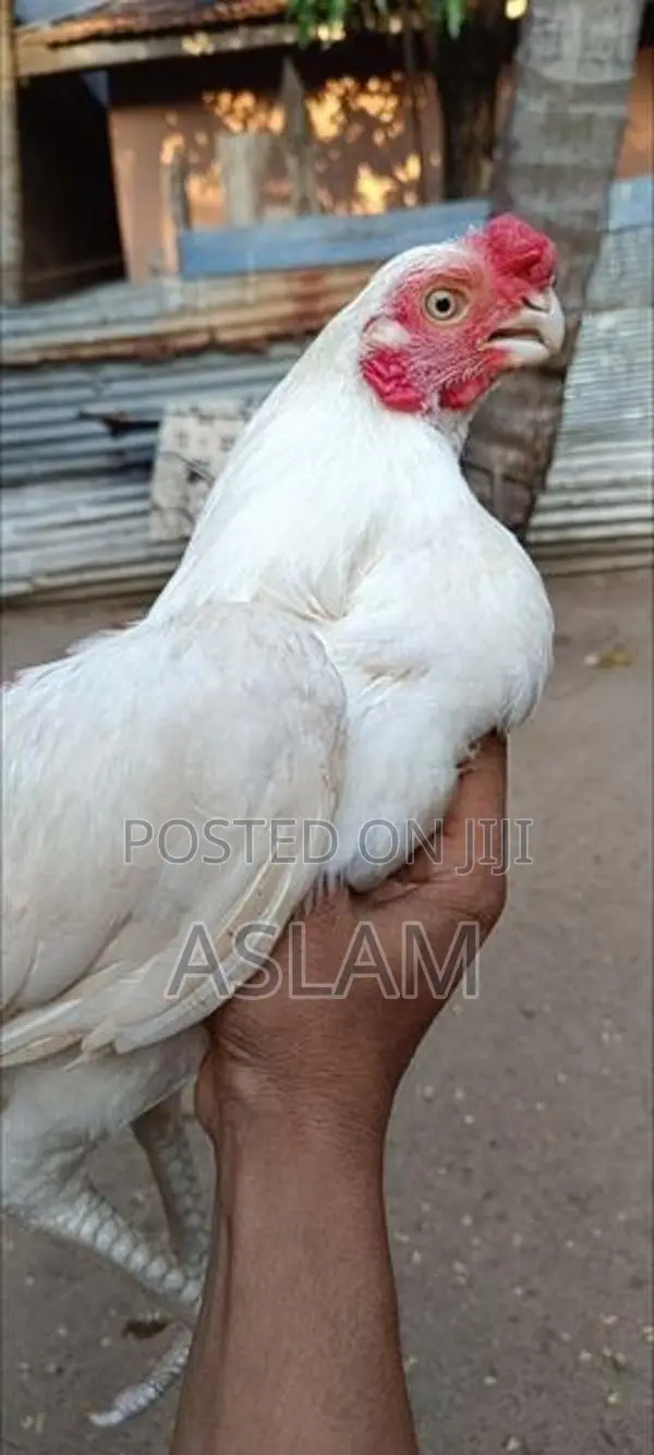 Parrot Beak Rooster