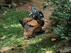 Black Porcelain Brahma Chicken