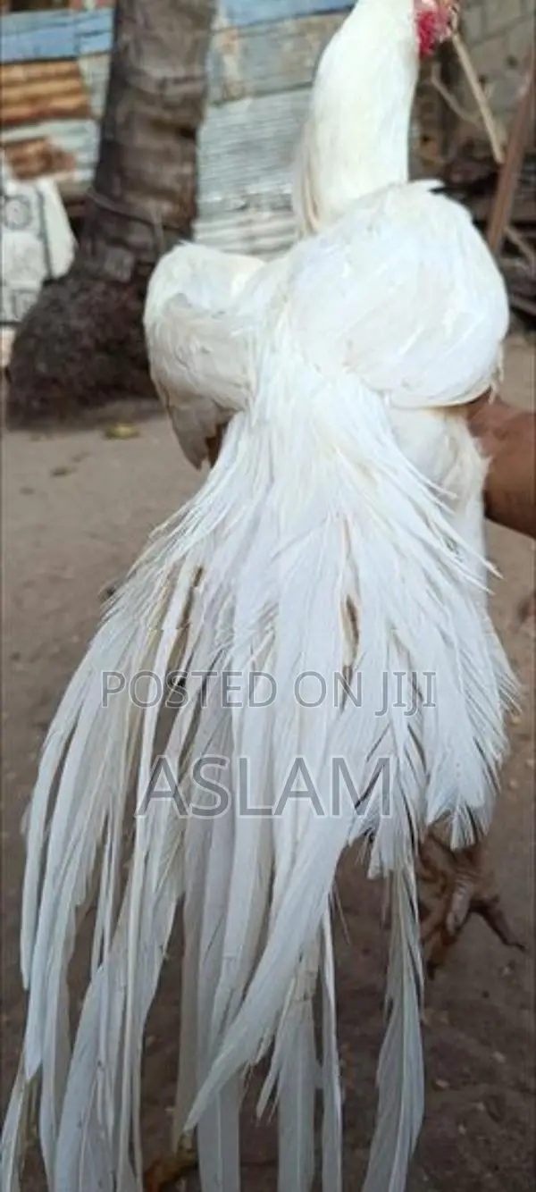 Parrot Beak Rooster