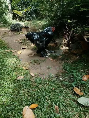 Black Porcelain Brahma Chicken