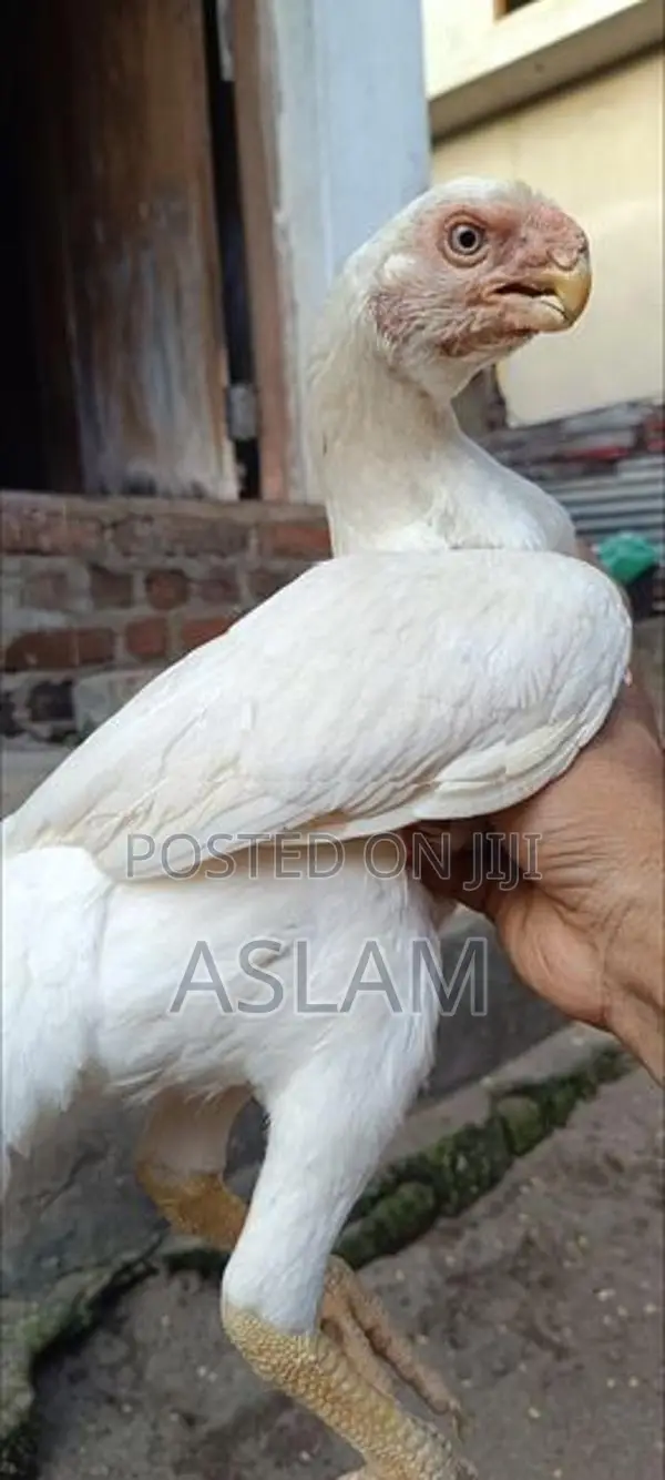 Parrot Beak Rooster