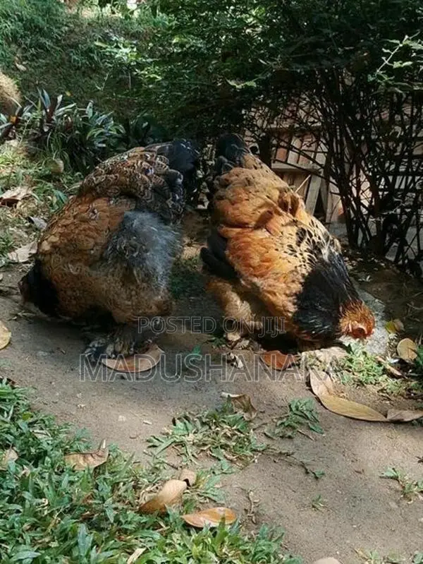 Black Porcelain Brahma Chicken